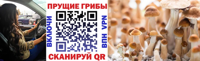 где можно купить наркотик Карабулак Псилоцибиновые грибы Psilocybine cubensis