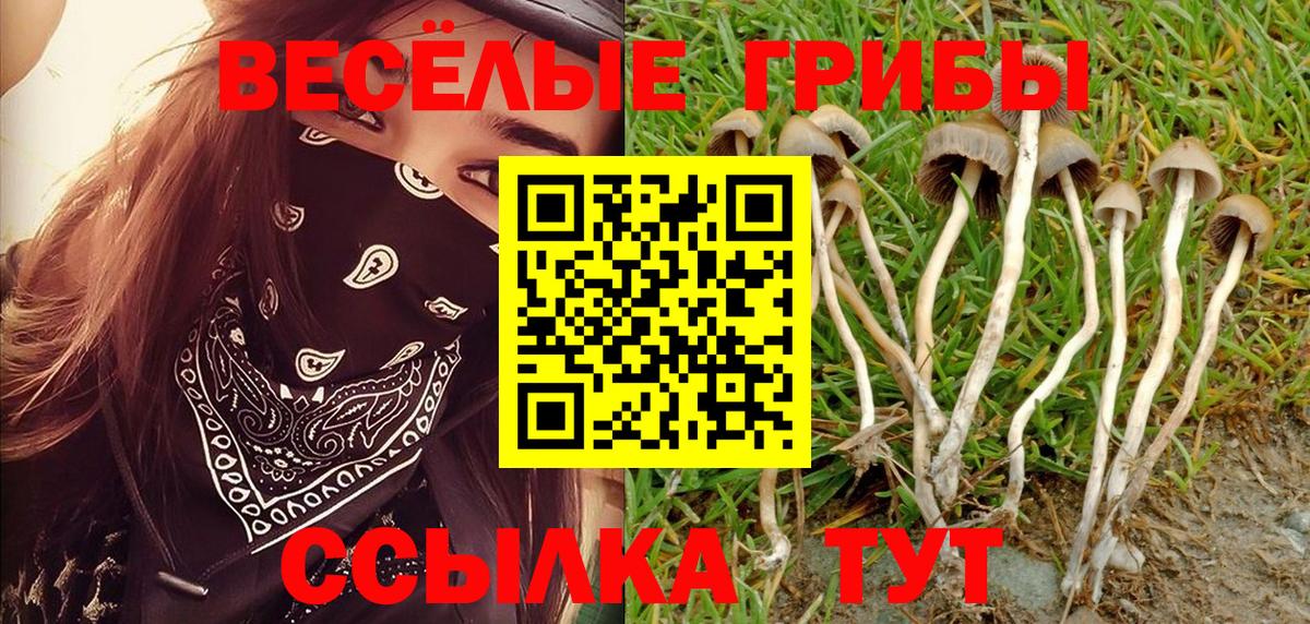 где найти наркотики  Карабулак  Галлюциногенные грибы GOLDEN TEACHER  Псилоцибиновые грибы мицелий 
